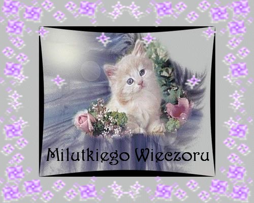 Malutki kotek milutkiego wieczoru